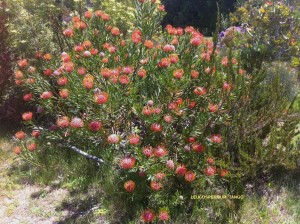 Leucospermum 'Tango' - blooming